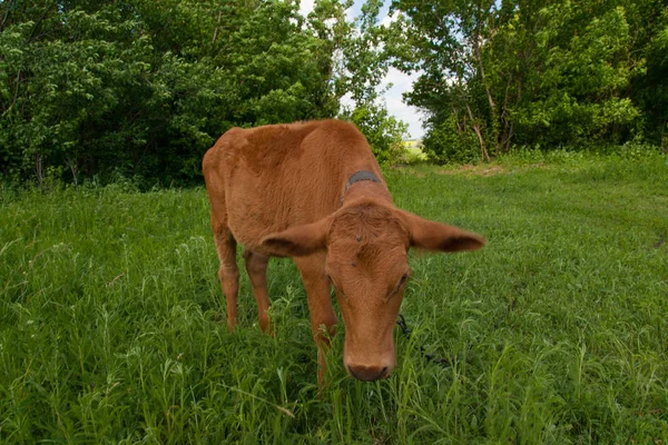 Een Jonge Koe Een Natuurlijke Omgeving Een Ketting Vastgebonden Grazen — Stockfoto