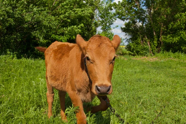 Bir zincir üzerinde doğal bir ortamda genç bir inek parlak güneşli bir günde yeşil çimenlerin üzerinde otlatma kadar bağlıdır