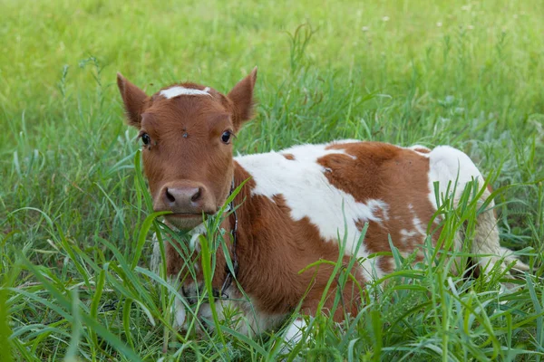 Młode Krowy Środowisku Naturalnym Łańcuchu Jest Skrępowany Wypasu Zielonej Trawie — Zdjęcie stockowe
