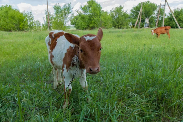 Bir zincir üzerinde doğal bir ortamda genç bir inek parlak güneşli bir günde yeşil çimenlerin üzerinde otlatma kadar bağlıdır