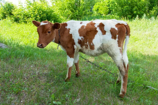Bir zincir üzerinde doğal bir ortamda genç bir inek parlak güneşli bir günde yeşil çimenlerin üzerinde otlatma kadar bağlıdır