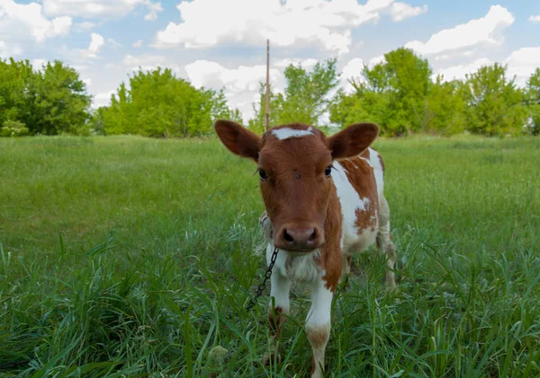 Bir zincir üzerinde doğal bir ortamda genç bir inek parlak güneşli bir günde yeşil çimenlerin üzerinde otlatma kadar bağlıdır