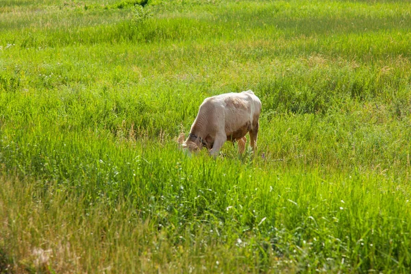 Bir arka ışık parlak güneşli bir günde bir ot bağlı bir zincir üzerinde doğal ortamda genç kaya balığı
