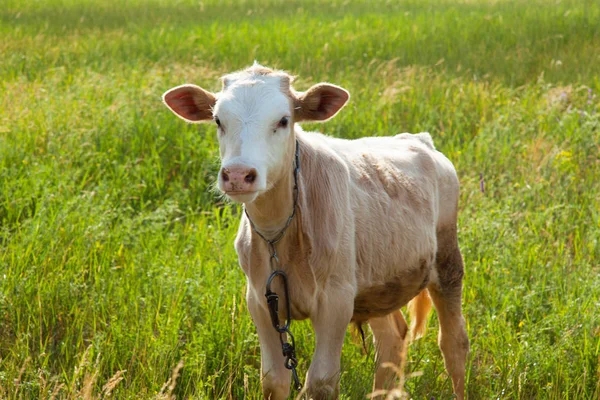 Bir arka ışık parlak güneşli bir günde bir ot bağlı bir zincir üzerinde doğal ortamda genç kaya balığı