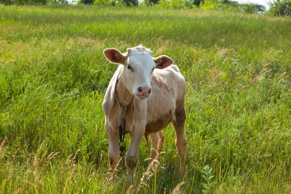 Bir arka ışık parlak güneşli bir günde bir ot bağlı bir zincir üzerinde doğal ortamda genç kaya balığı
