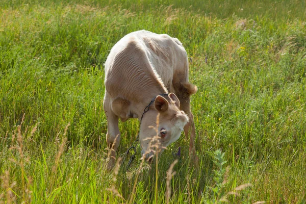 Bir arka ışık parlak güneşli bir günde bir ot bağlı bir zincir üzerinde doğal ortamda genç kaya balığı