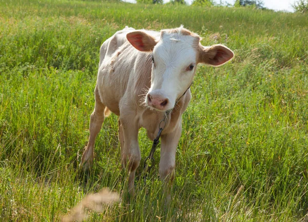 Młoda Babka Środowisku Naturalnym Łańcuchu Przywiązane Trawy Jasny Słoneczny Dzień — Zdjęcie stockowe