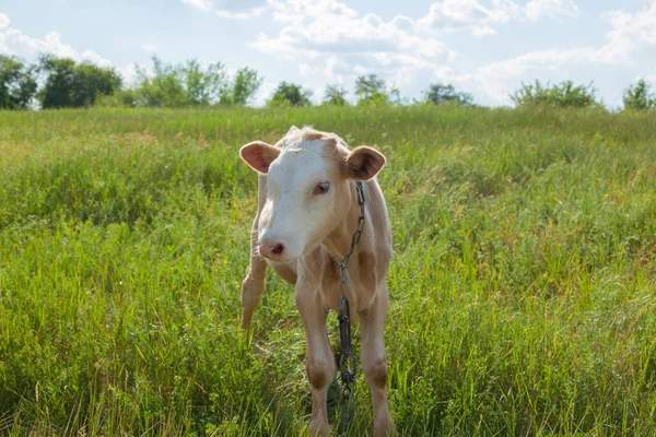 Bir arka ışık parlak güneşli bir günde bir ot bağlı bir zincir üzerinde doğal ortamda genç kaya balığı