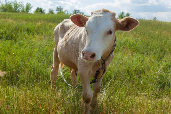 Młoda Babka Środowisku Naturalnym Łańcuchu Przywiązane Trawy Jasny Słoneczny Dzień — Zdjęcie stockowe