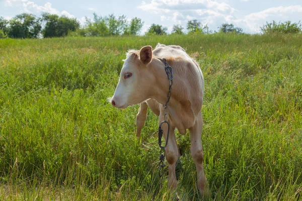 Bir arka ışık parlak güneşli bir günde bir ot bağlı bir zincir üzerinde doğal ortamda genç kaya balığı