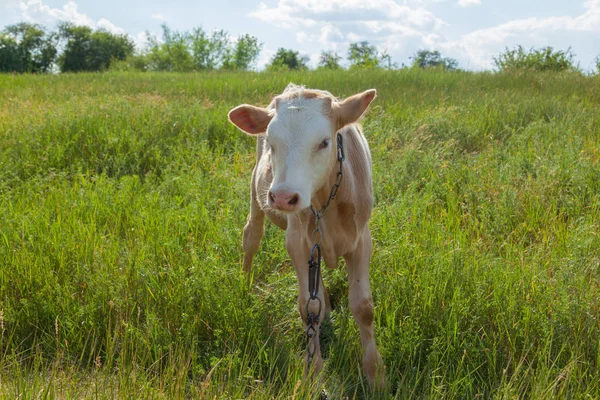 Bir arka ışık parlak güneşli bir günde bir ot bağlı bir zincir üzerinde doğal ortamda genç kaya balığı