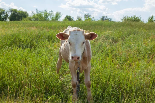 Bir arka ışık parlak güneşli bir günde bir ot bağlı bir zincir üzerinde doğal ortamda genç kaya balığı
