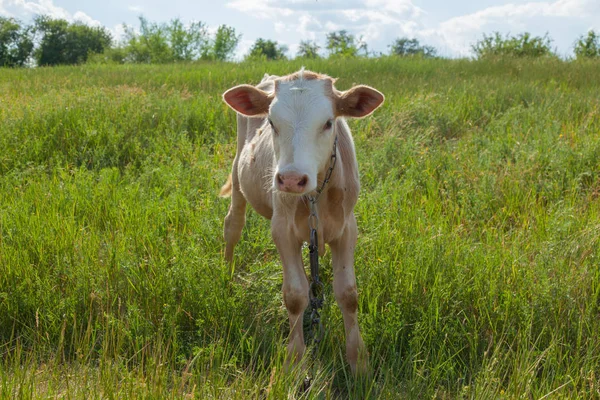 Bir arka ışık parlak güneşli bir günde bir ot bağlı bir zincir üzerinde doğal ortamda genç kaya balığı