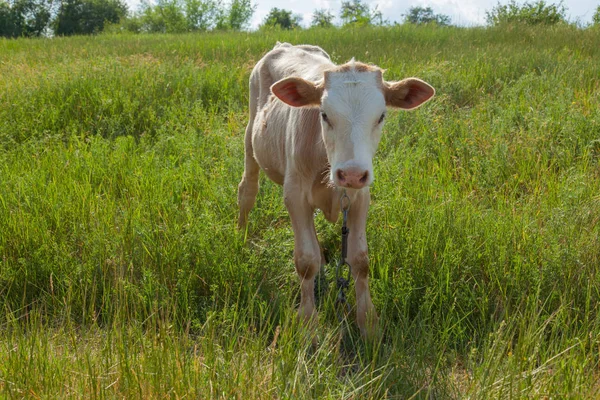 Bir arka ışık parlak güneşli bir günde bir ot bağlı bir zincir üzerinde doğal ortamda genç kaya balığı