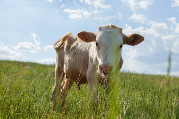 Bir arka ışık parlak güneşli bir günde bir ot bağlı bir zincir üzerinde doğal ortamda genç kaya balığı