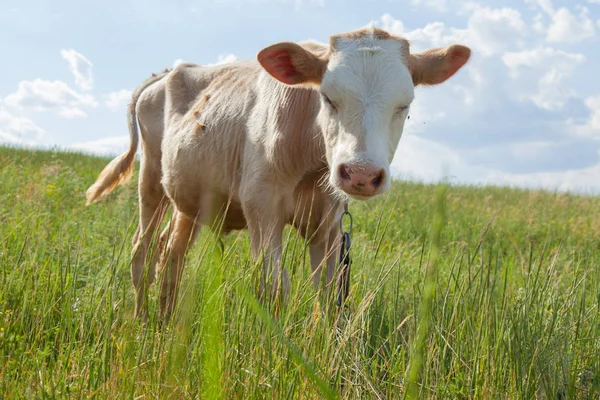 Bir arka ışık parlak güneşli bir günde bir ot bağlı bir zincir üzerinde doğal ortamda genç kaya balığı