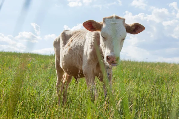 Bir arka ışık parlak güneşli bir günde bir ot bağlı bir zincir üzerinde doğal ortamda genç kaya balığı