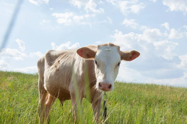 Bir arka ışık parlak güneşli bir günde bir ot bağlı bir zincir üzerinde doğal ortamda genç kaya balığı