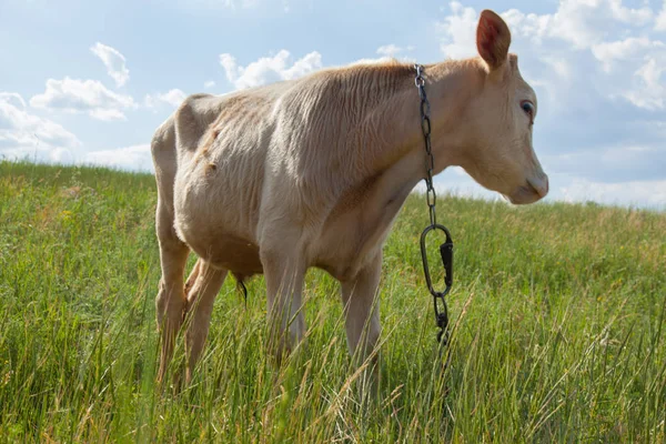 Bir arka ışık parlak güneşli bir günde bir ot bağlı bir zincir üzerinde doğal ortamda genç kaya balığı