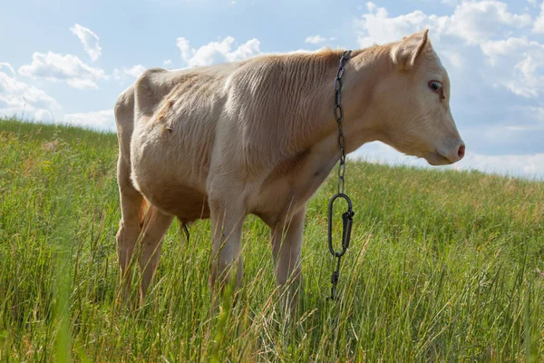 Bir arka ışık parlak güneşli bir günde bir ot bağlı bir zincir üzerinde doğal ortamda genç kaya balığı