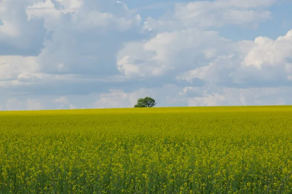 Horizonte Uma Árvore Solitária Sob Céu Azul Com Nuvens Brancas — Fotografia de Stock