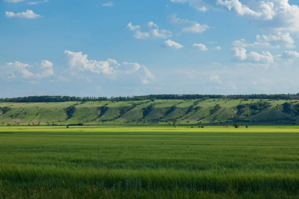 bir arka plan beyaz bulutlar çok ufukta ravines ile ve önünde bir tepe ile mavi gökyüzü, yeşil buğday alan yaz güneşli gün