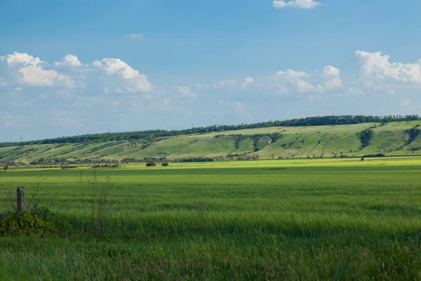 bir arka plan beyaz bulutlar çok ufukta ravines ile ve önünde bir tepe ile mavi gökyüzü, yeşil buğday alan yaz güneşli gün