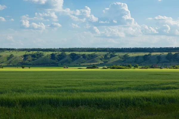 bir arka plan beyaz bulutlar çok ufukta ravines ile ve önünde bir tepe ile mavi gökyüzü, yeşil buğday alan yaz güneşli gün