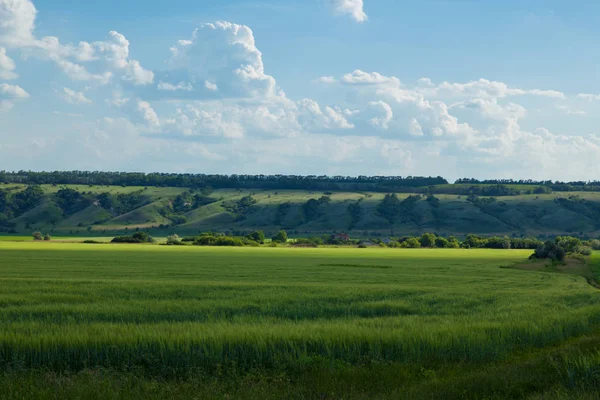 bir arka plan beyaz bulutlar çok ufukta ravines ile ve önünde bir tepe ile mavi gökyüzü, yeşil buğday alan yaz güneşli gün