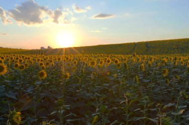 Mavi gökyüzü arka plan üzerinde sonsuz ayçiçeği alan