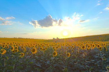 Mavi gökyüzü arka plan üzerinde sonsuz ayçiçeği alan