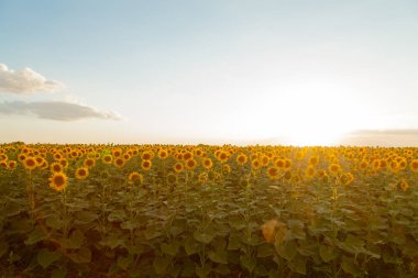 Mavi gökyüzü arka plan üzerinde sonsuz ayçiçeği alan