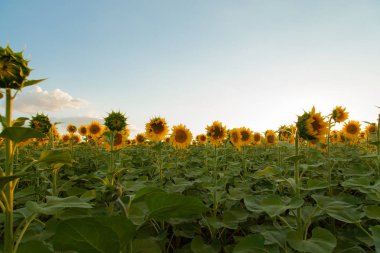 Mavi gökyüzü arka plan üzerinde sonsuz ayçiçeği alan