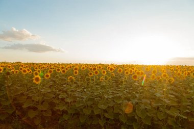 Mavi gökyüzü arka plan üzerinde sonsuz ayçiçeği alan