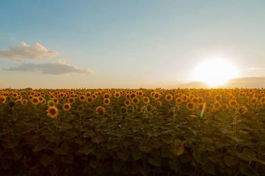 Mavi gökyüzü arka plan üzerinde sonsuz ayçiçeği alan