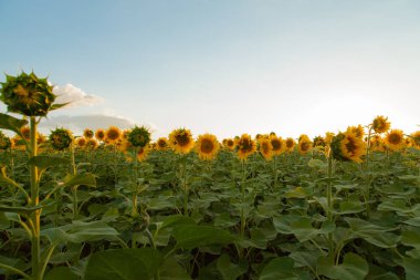 Mavi gökyüzü arka plan üzerinde sonsuz ayçiçeği alan
