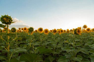 Mavi gökyüzü arka plan üzerinde sonsuz ayçiçeği alan