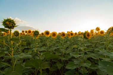 Mavi gökyüzü arka plan üzerinde sonsuz ayçiçeği alan