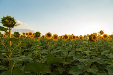 Mavi gökyüzü arka plan üzerinde sonsuz ayçiçeği alan