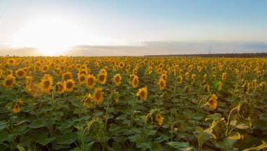 Mavi gökyüzü arka plan üzerinde sonsuz ayçiçeği alan