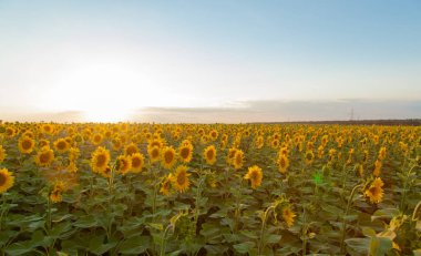 Mavi gökyüzü arka plan üzerinde sonsuz ayçiçeği alan