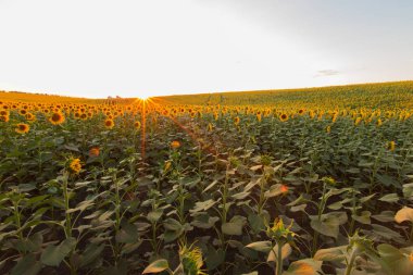 Mavi gökyüzü arka plan üzerinde sonsuz ayçiçeği alan