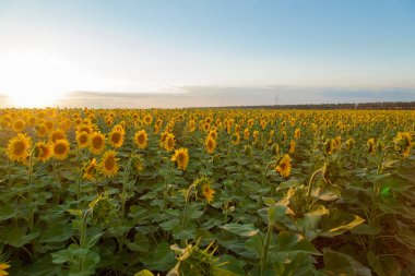 Mavi gökyüzü arka plan üzerinde sonsuz ayçiçeği alan