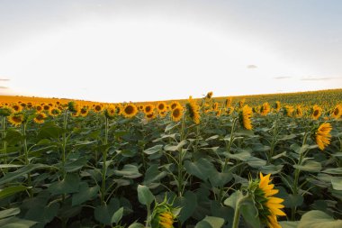 Mavi gökyüzü arka plan üzerinde sonsuz ayçiçeği alan