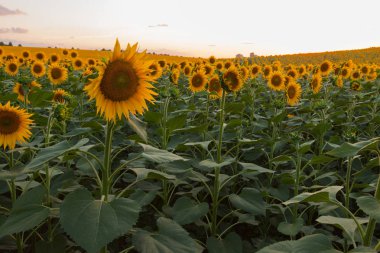 Mavi gökyüzü arka plan üzerinde sonsuz ayçiçeği alan