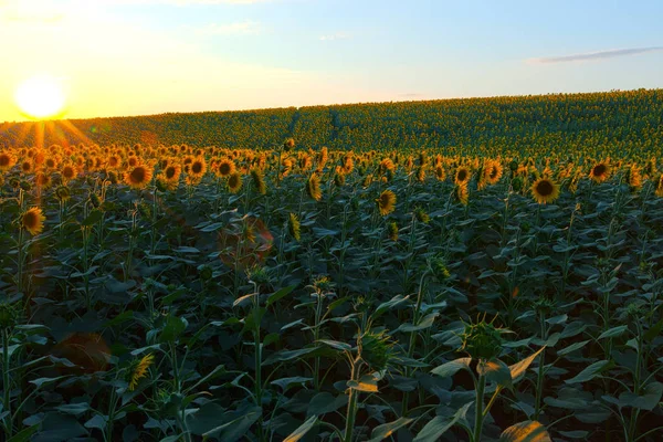 Mavi gökyüzü arka plan üzerinde sonsuz ayçiçeği alan