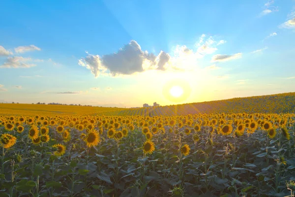 Mavi gökyüzü arka plan üzerinde sonsuz ayçiçeği alan