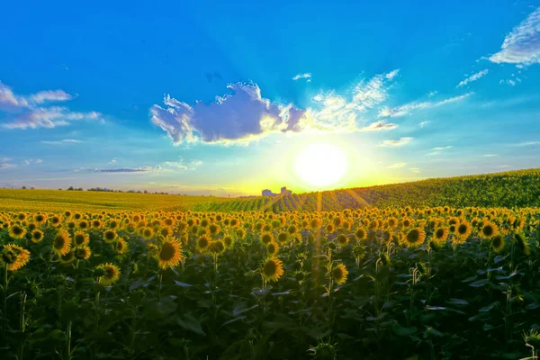 Endless Sunflower Field Background Blue Sky — Stock Photo, Image