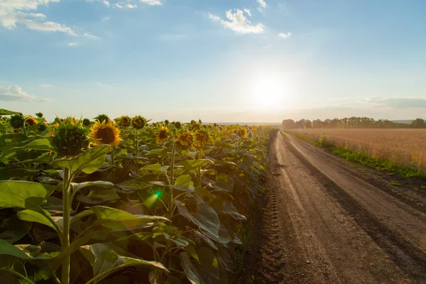 Les Champs Tournesol Gauche Pendant Coucher Soleil Les Feuilles Chemin — Photo