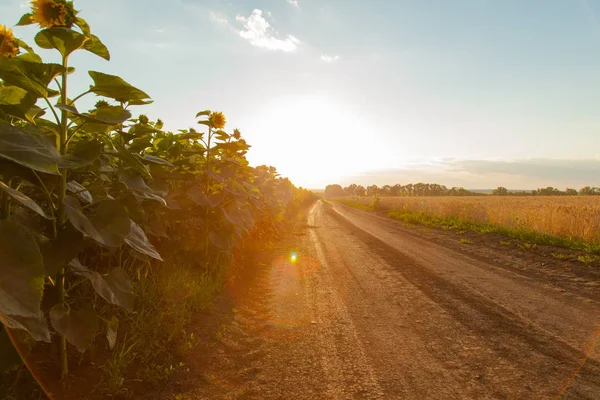 Les Champs Tournesol Gauche Pendant Coucher Soleil Les Feuilles Chemin — Photo